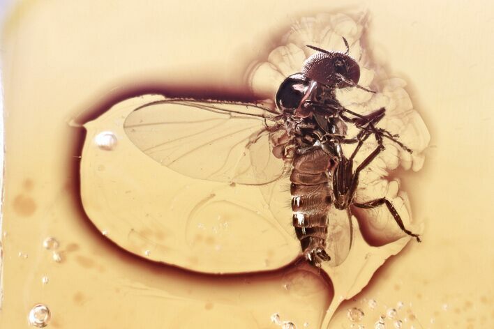 Detailed Fossil Black Fly (Simuliidae) In Baltic Amber #367426
